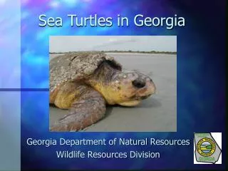 Sea Turtles in Georgia
