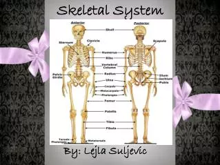 Skeletal System