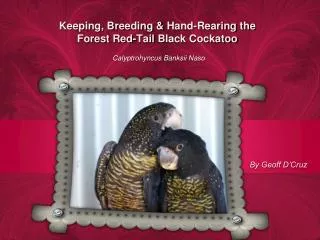 Keeping, Breeding &amp; Hand-Rearing the Forest Red-Tail Black Cockatoo