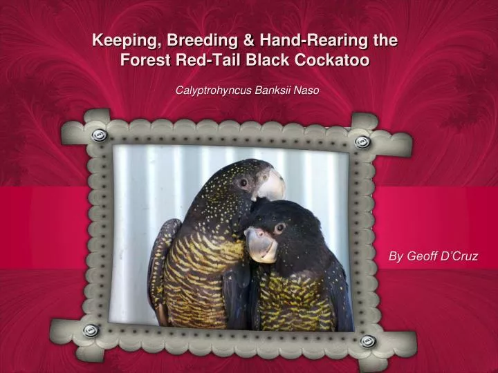 keeping breeding hand rearing the forest red tail black cockatoo