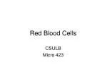 Red Blood Cells - slide 1