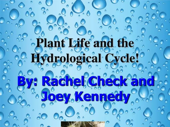 plant life and the hydrological cycle