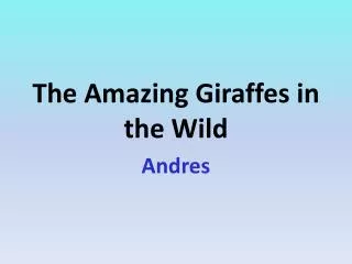 The Amazing Giraffes in the Wild