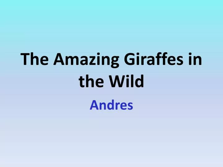 the amazing giraffes in the wild