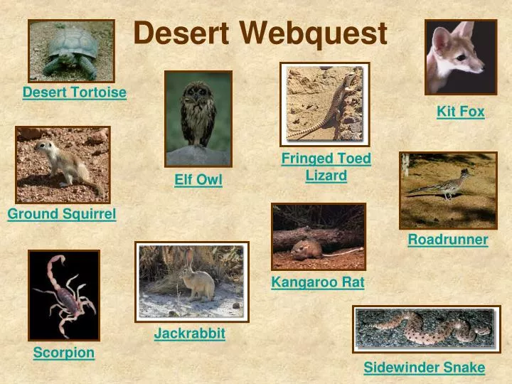 desert webquest