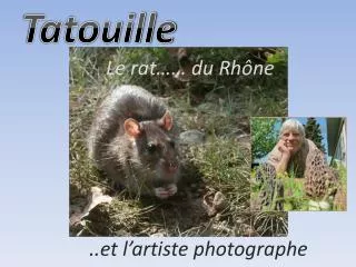 le rat du rh ne