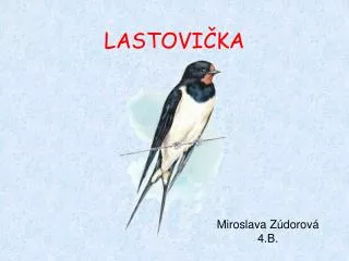 lastovi ka