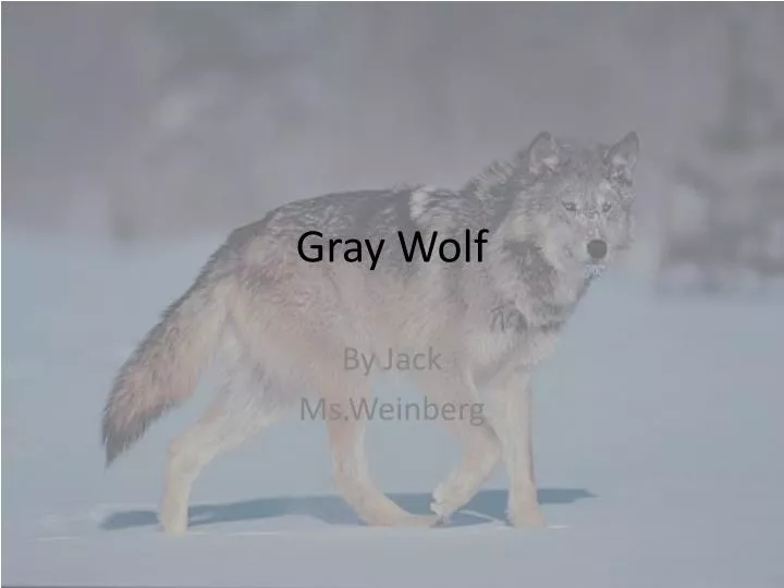 gray wolf