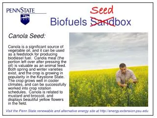 Canola Seed: