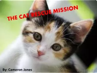 THE CAT RESCUE MISSION