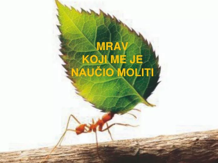 mrav koji me je nau io moliti