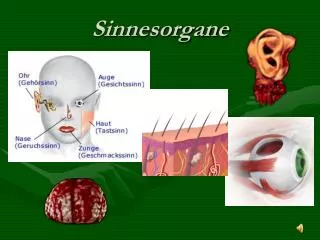 sinnesorgane