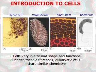 INTRODUCTION TO CELLS
