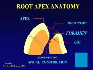 Prepared by: Dr. Michael Solomonov, DDS