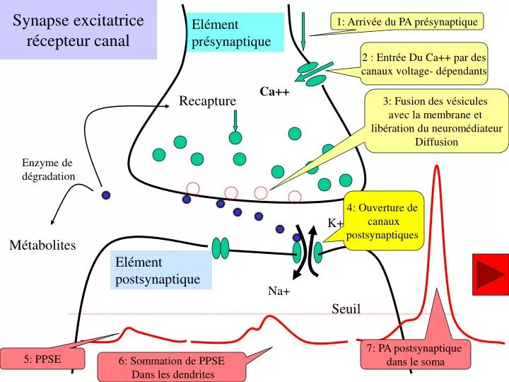 synapse excitatrice r cepteur canal