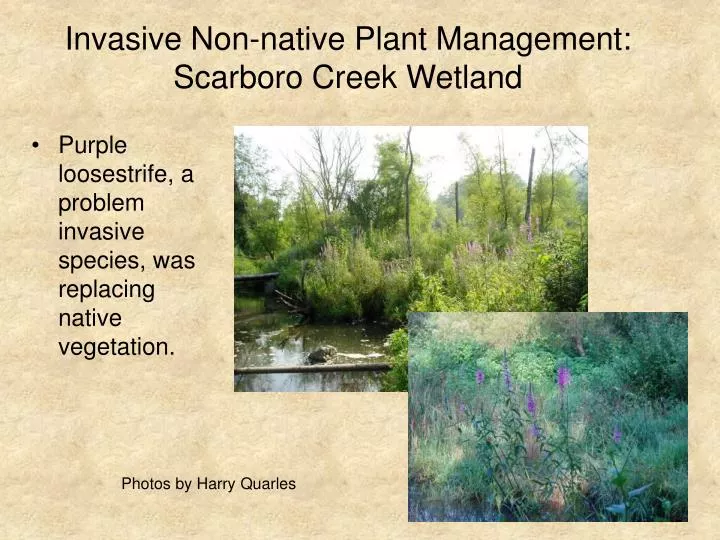 invasive non native plant management scarboro creek wetland