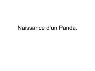 naissance d un panda