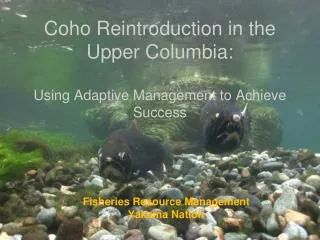 Coho Reintroduction in the Upper Columbia: Using Adaptive Management to Achieve Success
