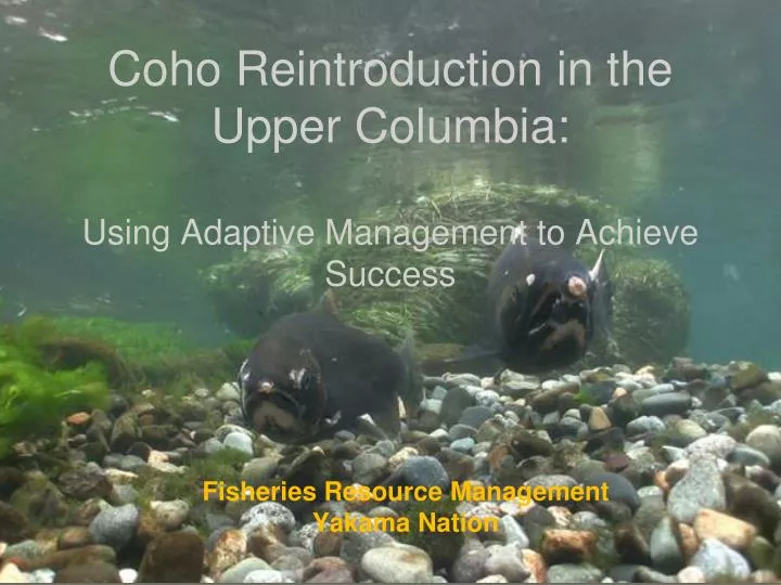 coho reintroduction in the upper columbia using adaptive management to achieve success