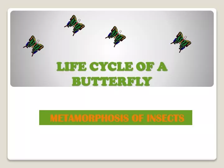 life cycle of a butterfly