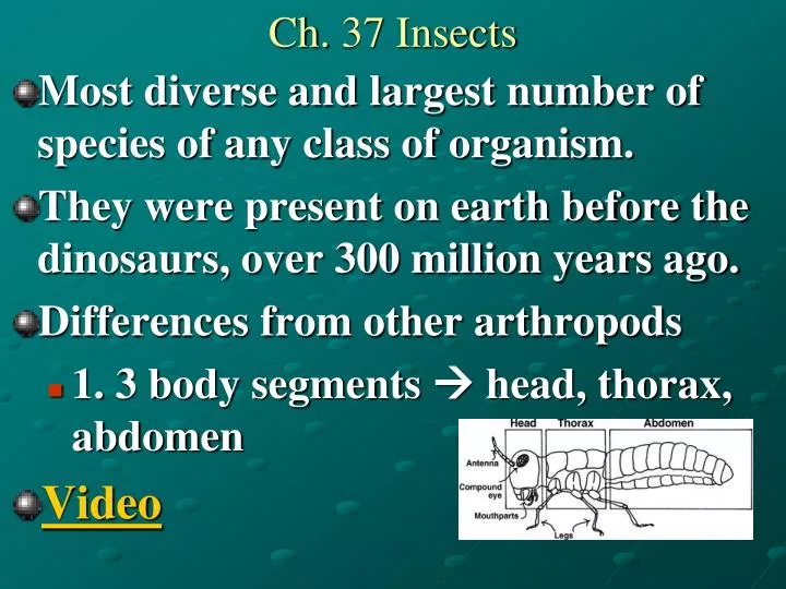 ch 37 insects