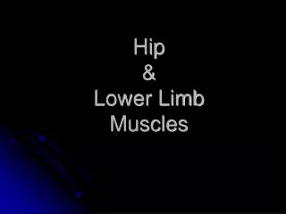 Hip &amp; Lower Limb Muscles