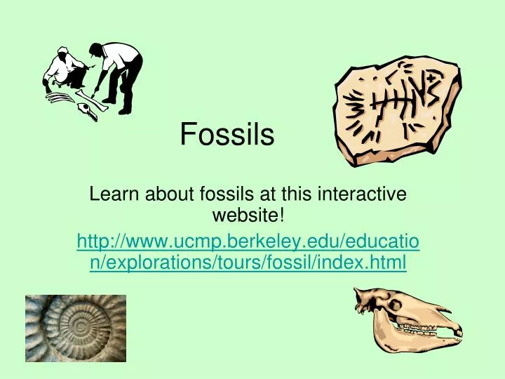 fossils