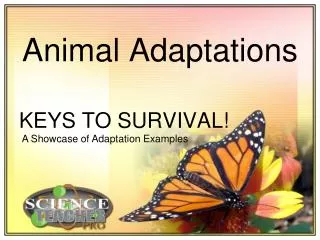 Animal Adaptations