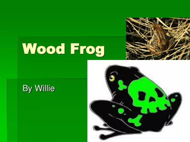 wood frog