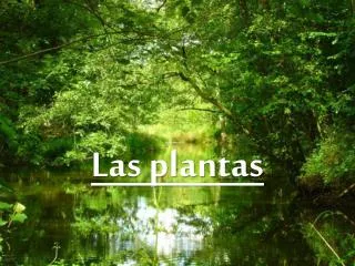las plantas