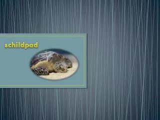 schildpad