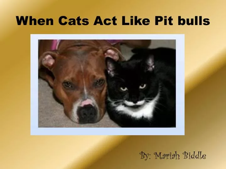 when cats act like pit bulls