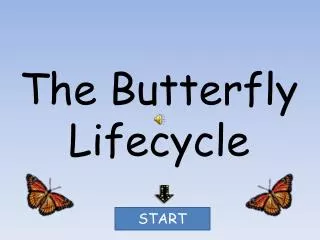The Butterfly Lifecycle