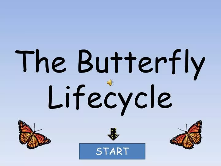 the butterfly lifecycle