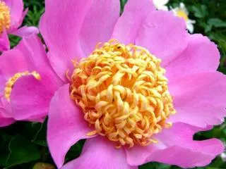 viver como as flores