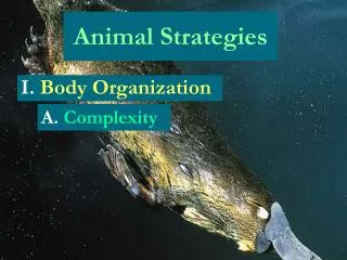 Animal Strategies