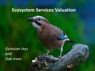 Ecosystem Services Valuation
