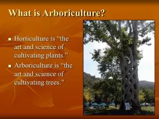 What is Arboriculture?