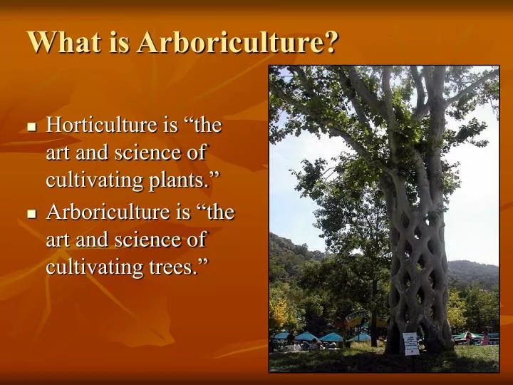 what is arboriculture