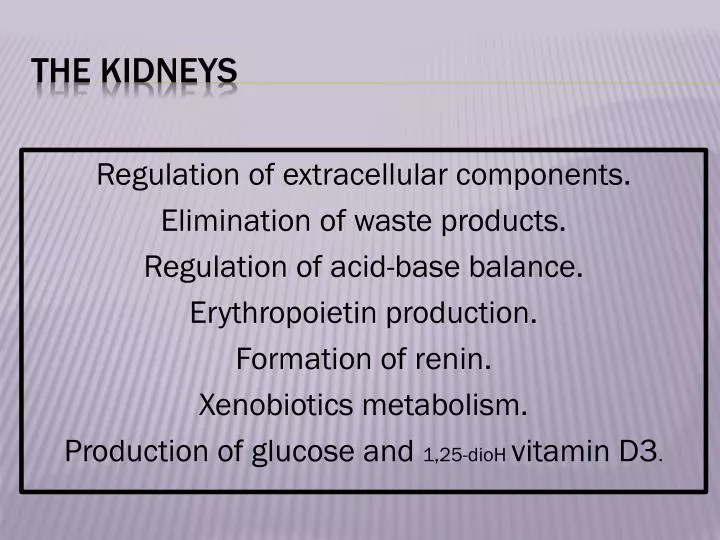 the kidneys