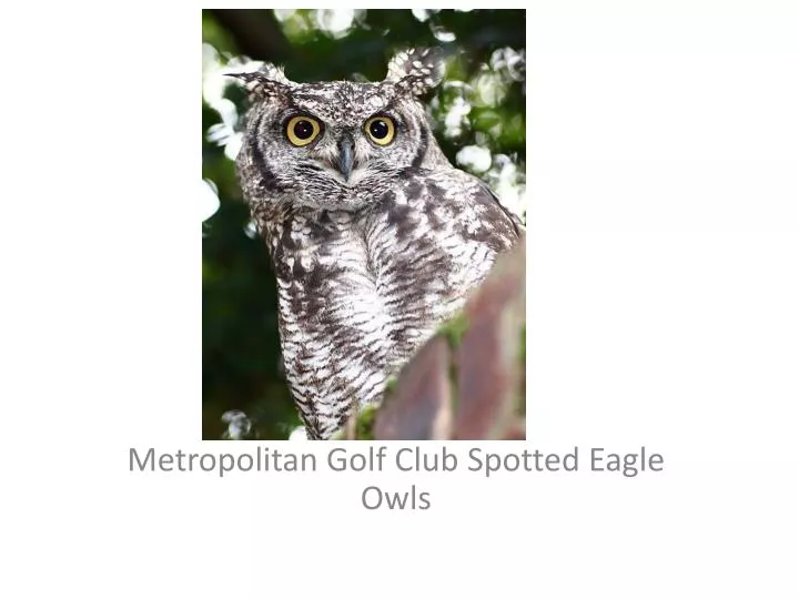 metropolitan golf club spotted eagle owls