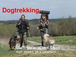 dogtrekking