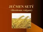 JEČMEN SETÝ - slide 1
