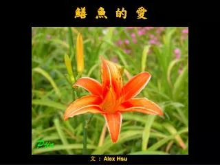 alex hsu