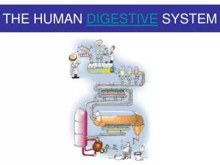 THE HUMAN DIGESTIVE SYSTEM