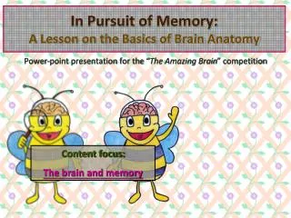 In Pursuit of Memory: A Lesson on the Basics of Brain Anatomy