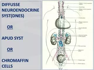 DIFFUSSE NEUROENDOCRINE SYST(DNES) OR APUD SYST OR CHROMAFFIN CELLS