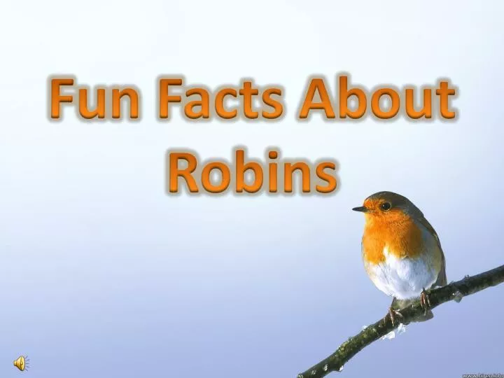 fun facts about robins