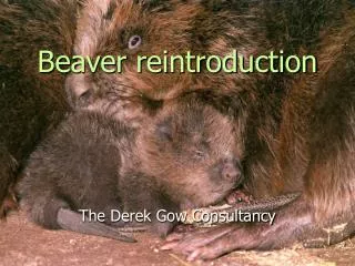 Beaver reintroduction
