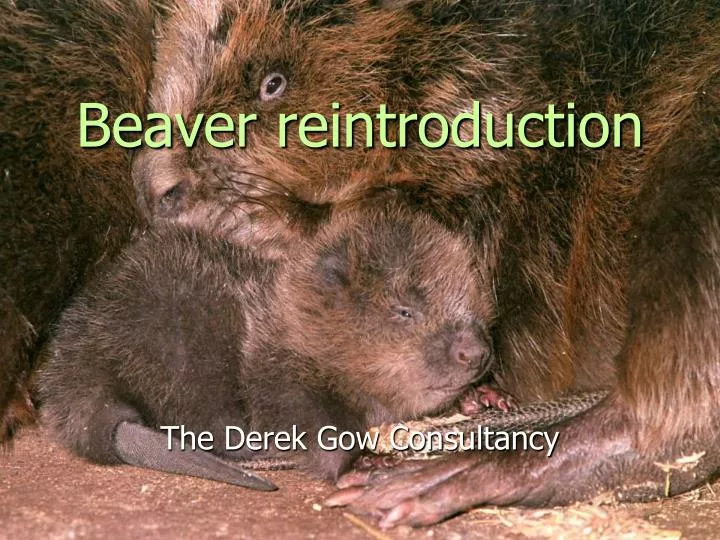beaver reintroduction